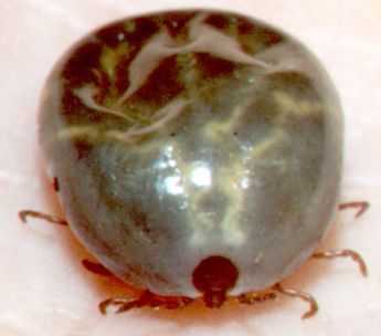 Haemaphysalis longicornis; img source: NF, 2000